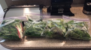 Lettuce, Spinach, and Chard in on gallon Zip-Lock Bag