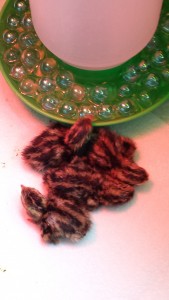 Quails, out of the incubator